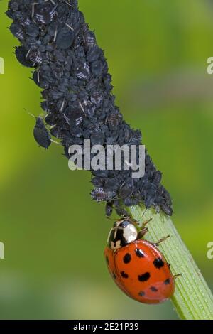 La coccinelle asiatique mange le puceron, Asiatischer Marienkäfer frisst Blattlaus, Harlekin Marienkäfer frisst Pflanzenlaus, Harmonia axyridis frisst Schädling Banque D'Images