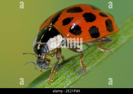 La coccinelle asiatique mange le puceron, Asiatischer Marienkäfer frisst Blattlaus, Harlekin Marienkäfer frisst Pflanzenlaus, Harmonia axyridis frisst Schädling Banque D'Images