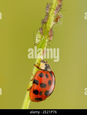 Coccinelle asiatique (Harmonia axyridis)mange le puceron mange le puceron, lutte biologique contre les ravageurs avec les insectes Banque D'Images
