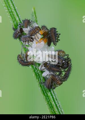 Larves de Ladybird asiatiques éclos Banque D'Images