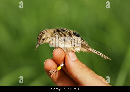 Zitting Cisticola (Cisticola joncidis) avec anneaux de couleur et émetteur radio pour le projet scientifique de sonnerie d'oiseaux et de télémétrie, Andalousie, Espagne Banque D'Images