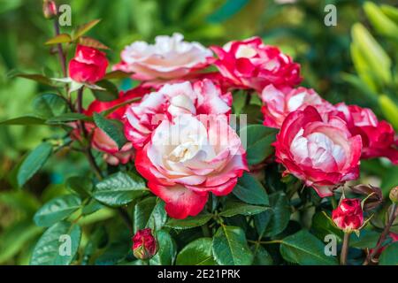 Gros plan de la rose de thé hybride de Nostalgia dans le jardin Banque D'Images
