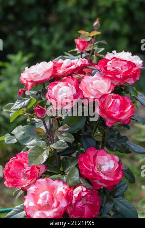 Gros plan de la rose de thé hybride de Nostalgia dans le jardin Banque D'Images