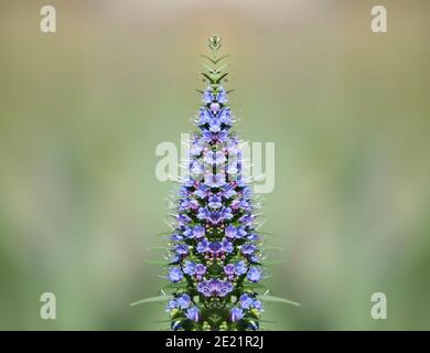 Veronica spicata (Speedwell à pointes) plante ornementale avec des pointes de fleurs violet-bleu sur fond vert naturel. Banque D'Images