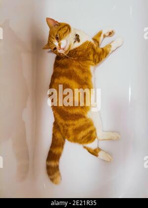 Chat mâle au gingembre se détendant dans une baignoire vide Banque D'Images