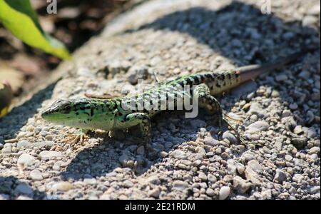 Lézard vert européen se bronzant sur un rocher Banque D'Images