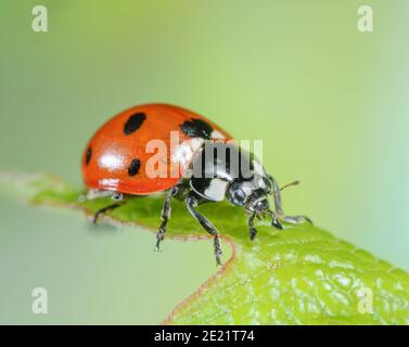 Portrait de coccinelle à sept taches Banque D'Images