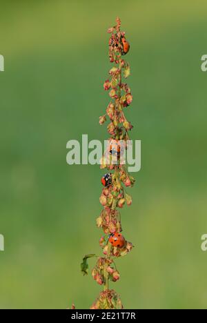 Ladybird mange un puceron Banque D'Images