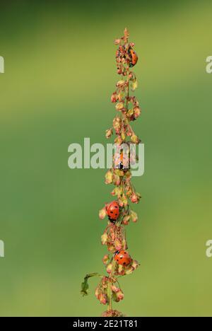 Ladybird mange un puceron Banque D'Images