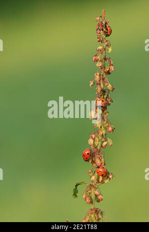 Ladybird mange un puceron Banque D'Images