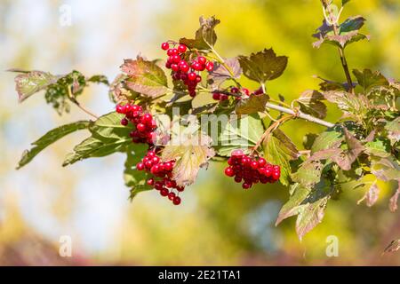 Baies rouges de viburnum sur un arbre en automne Banque D'Images