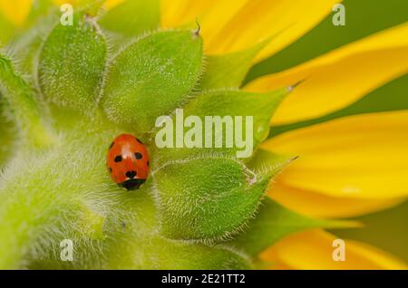 Ladybird (Coccinella septempunctata) à sept taches sur le tournesol Banque D'Images