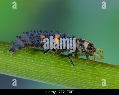 La larve de coccinelle mange du puceron, lutte biologique contre les ravageurs avec des insectes Banque D'Images