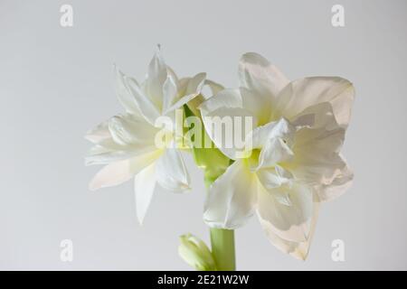 Magnifique amaryllis blanc et un bouton avec fond blanc Banque D'Images
