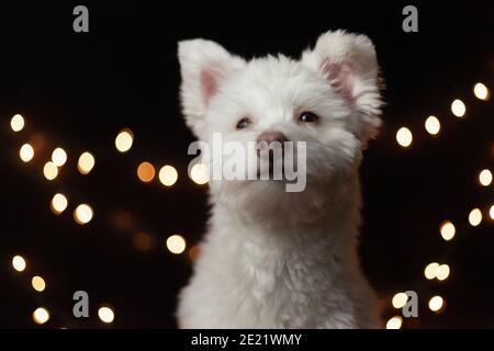 Un chien mixte blanc et moelleux sur fond noir avec des lumières derrière lui. Le chien est principalement Chihuahua, Spitz japonais, et Poodle standard. Image Banque D'Images