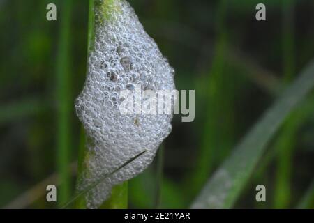 Froghopper nymph se cachant à l'intérieur de la mousse de crasse Banque D'Images