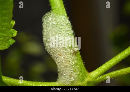 Froghopper nymph se cachant à l'intérieur de la mousse de crasse Banque D'Images