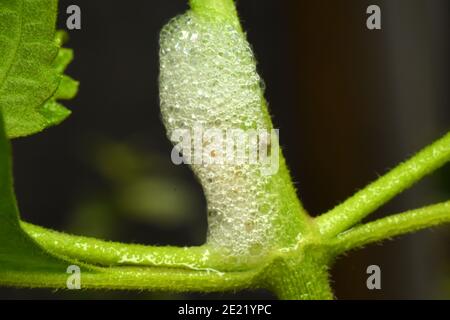 Froghopper nymph se cachant à l'intérieur de la mousse de crasse Banque D'Images