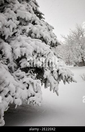 La neige pèse lourdement sur les branches du pin coréen. Moorland de petite taille qui tient à 900ft pendant une journée de neige lourde et continue Banque D'Images