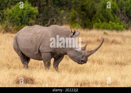 Profil latéral des cornes de rhinocéros blancs du sud (Ceratotherium sinum simum), OL Pejeta Conservancy, Kenya, Afrique. À lèvres carrées près du rhinocéros menacé Banque D'Images