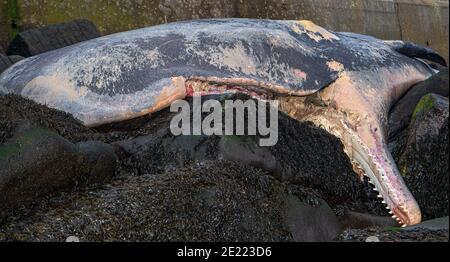 Dead Whale s'est lavé sur Beach North Norfolk Banque D'Images