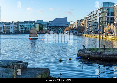 Grand Canal Docks.OISEAU cormorant arpentant les eaux riches de Grand Canal Docks à Dublin en Irlande. Au cœur des Silicon Docks irlandais, Banque D'Images