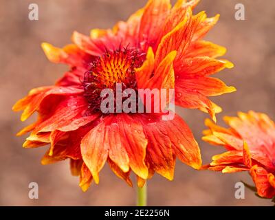 Gros plan d'une belle Gaillardia orange et jaune x grandiflora fleur de couverture dans un jardin Banque D'Images