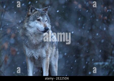 Le loup eurasien dans la neige automne d'hiver Banque D'Images