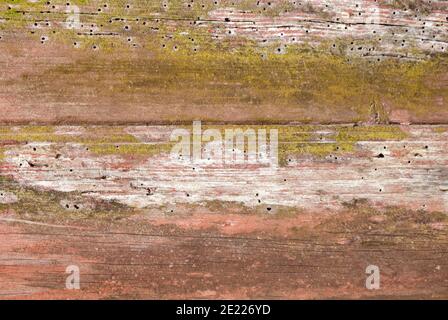 Ancienne texture du bois affectée par les vers du bois Banque D'Images