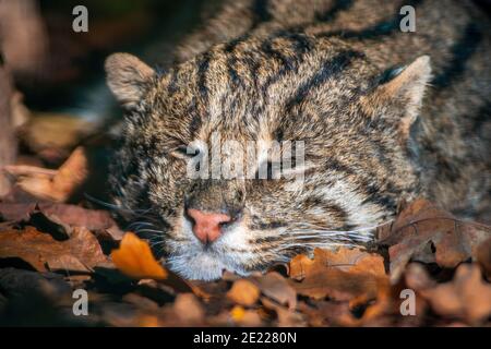 Un portrait d'un chat de pêche endormi (Prionailurus viverrinus) au zoo de Koethen, saxe anhalt, allemagne Banque D'Images