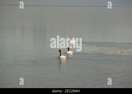 Cygnes à col noir (cygnus melancoryphus) dans le Golfo Almirante Montt / Ultima Esperanza Sound à Puerto Natales, Patagonie, Chili, Amérique du Sud Banque D'Images