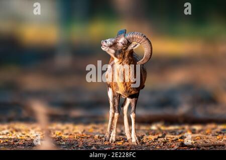 Un jeune homme Mouflon (Ovis gmelini musimon) au zoo de Koethen, saxe anhalt, allemagne Banque D'Images