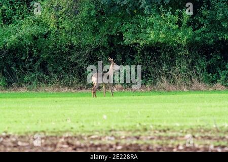 un roe buck se tient dans un champ devant la forêt et manger Banque D'Images