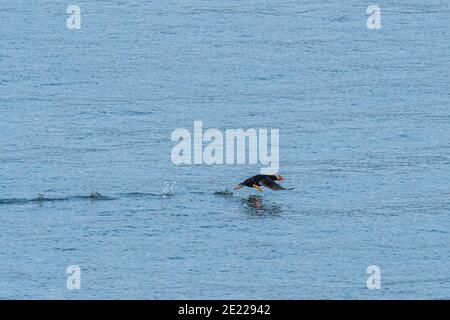 Un adulte reproduisant des Puffins toufftés (Fratercula cirhata) qui s'envole de la surface de l'océan au large de la côte de l'Alaska, aux États-Unis. Banque D'Images