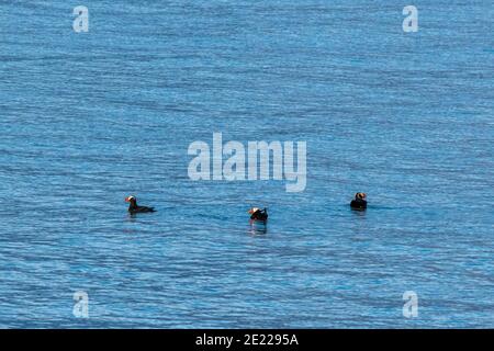 Trois Puffins touffetés (Fratercula cirhata) adultes qui se reproduisent nagent à la surface au large de la côte de l'Alaska, aux États-Unis. Banque D'Images