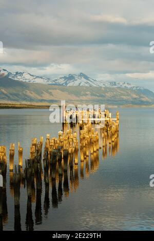 Ancienne jetée en bois reflétée dans les eaux de l'Ultima Esperanze Sound / Golfo Almirante Montt Puerto Natales, Patagonie, Chili, Andes et Torres del Paine Banque D'Images