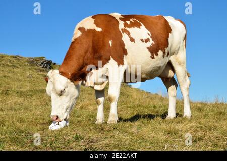 Vache laitière Montbeliarde dans un champ léchant une pierre salée. Banque D'Images