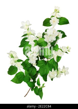 Branche de la floraison syringa, isolée sur fond blanc. Banque D'Images