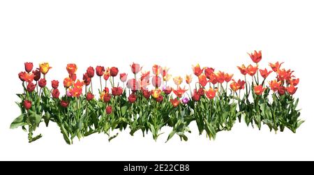 Rangée de tulipes rouges et orange isolée sur fond blanc. Banque D'Images