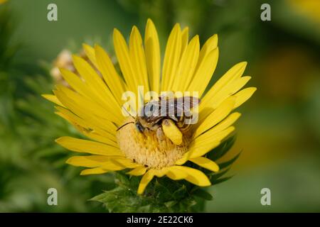 Marguerite à feuilles de scie avec bourdon Banque D'Images