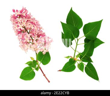 Fleurs et feuilles de lilas, isolées sur fond blanc Banque D'Images