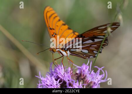 Gayplumes avec Gulf Fritillary Banque D'Images