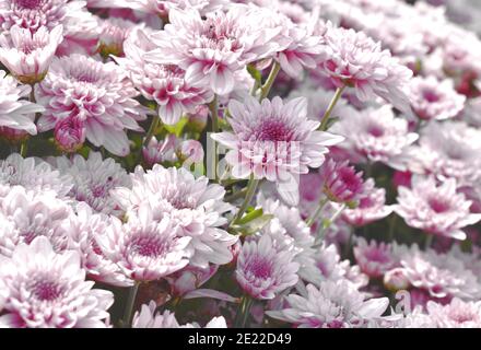 fleurs tropicales de chrysanthème rose dans le jardin Banque D'Images