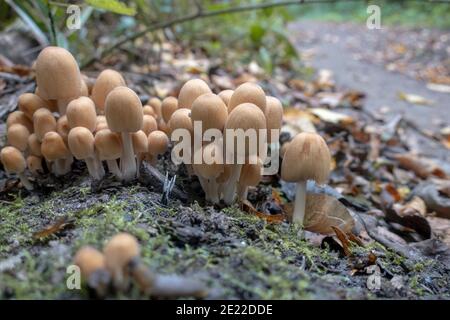 Capuchon d'encre à l'écoute, (Coprinellus micaceus) Sussex Woodland, Angleterre, Royaume-Uni Banque D'Images