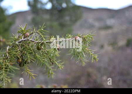Branche Juniper avec fruits suspendus. Jour nuageux. Journée nuageuse à Peroblasco, la Rioja, Espagne. Banque D'Images