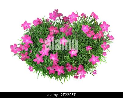 Bouquet d'œillets en fleur, isolé sur fond blanc. Banque D'Images