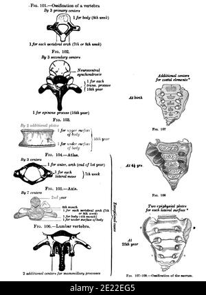 Dessin d'anatomie verticale et texte du sacrum, du XIXe siècle Banque D'Images
