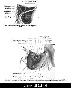 Dessin d'anatomie verticale et texte des muscles oculaires droits, du XIXe siècle Banque D'Images