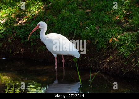 Un élégant Ibis américain blanc à la recherche d'eau peu profonde prochain repas Banque D'Images