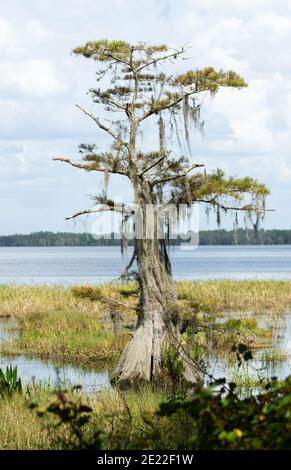 Un cyprès bald solitaire se trouve entre le lac et Les marécages peu profonds lors d'une belle journée en Floride Banque D'Images